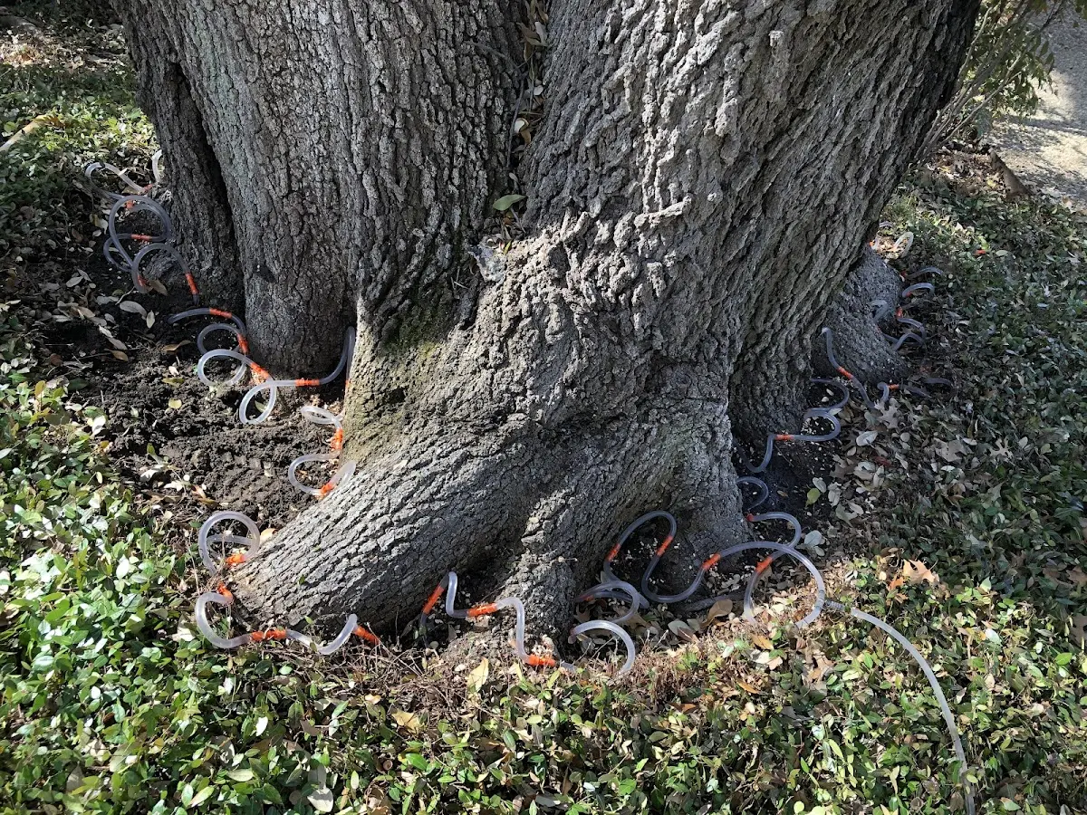 Detailed Tree Cabling and Bracing job site in Bricelyn