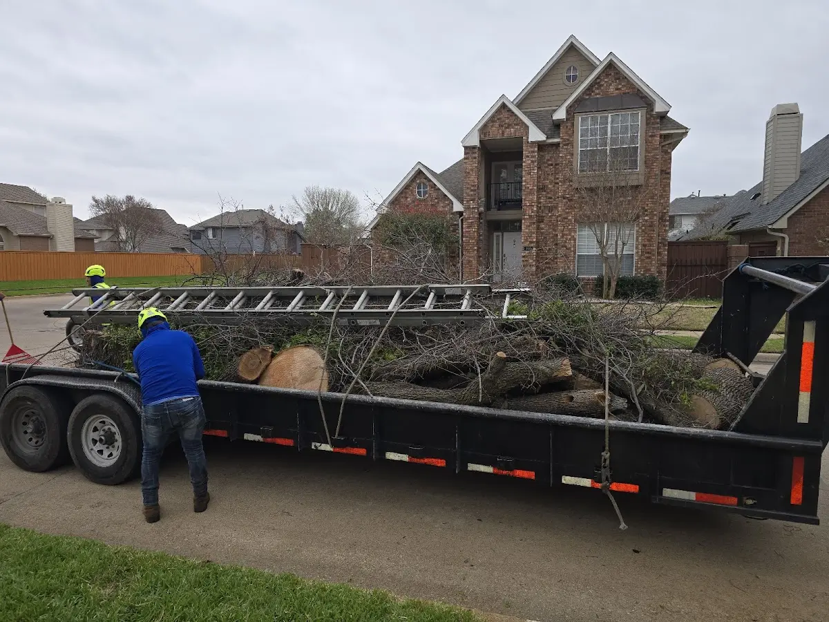 Expert Tree Pest Control with proper safety equipment in Bricelyn